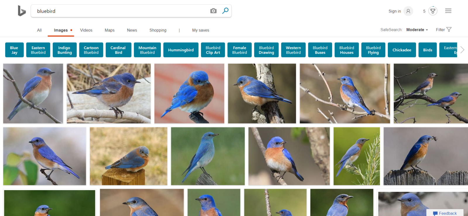 tìm ảnh trên bing